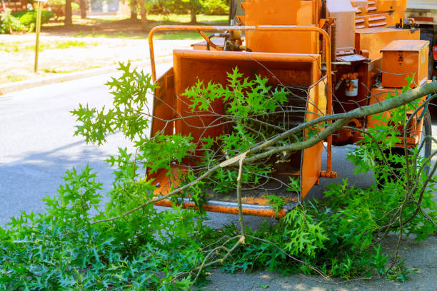 Summit, IL Tree Service Company